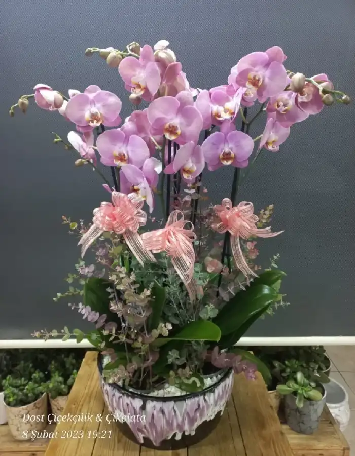 6 Dal Pembe Orkide Tasarım