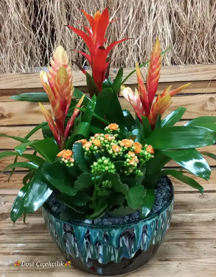 Viresia, Guzmania, Kalanchoe Saksı Çiçeği