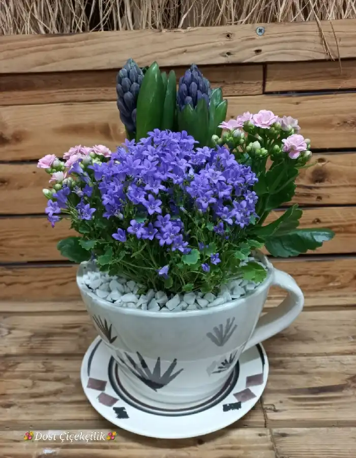 Sümbül, Kalanchoe Saksı Çiçeği