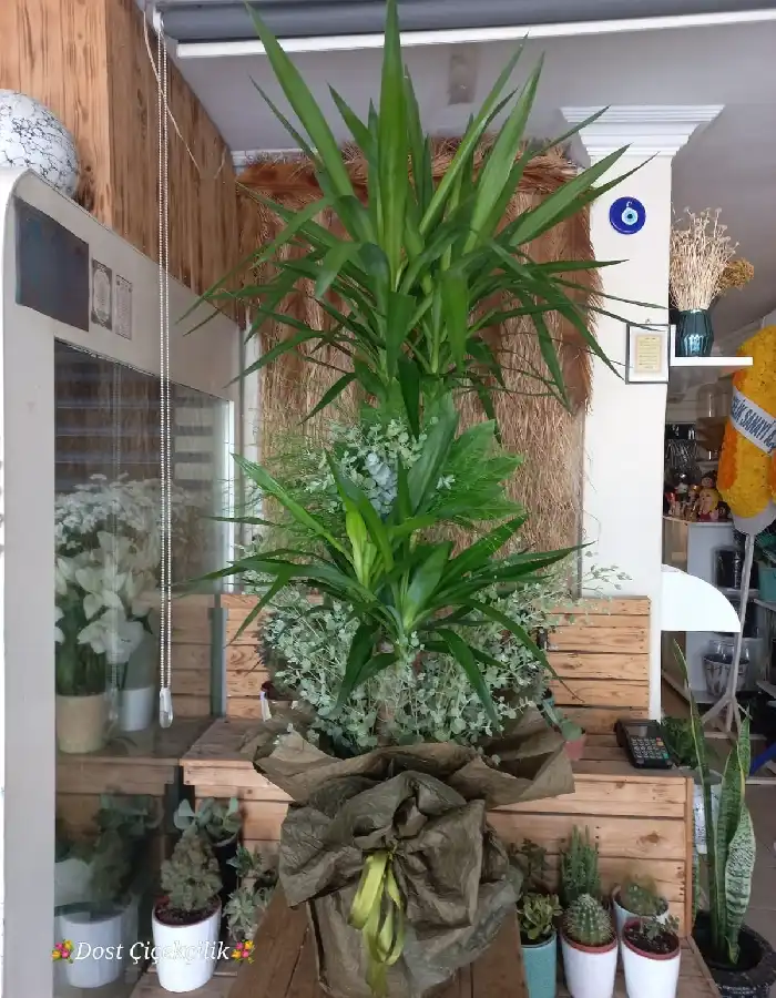 Yukka Saksı Çiçeği
