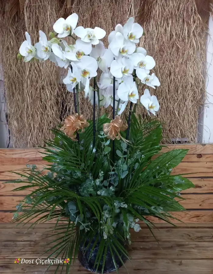 4 Dal Beyaz Orkide Tasarım