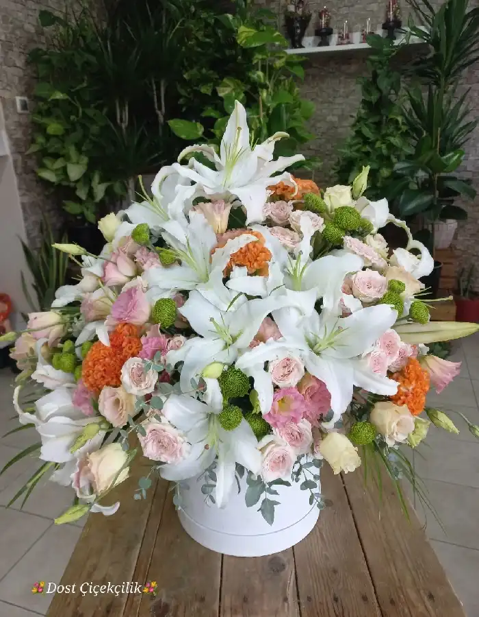 Kazablanka, Lisyantus Aranjman