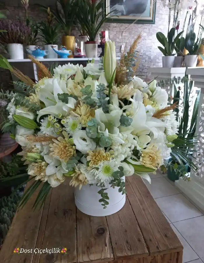 Kazablanka, Lisyantus Aranjman