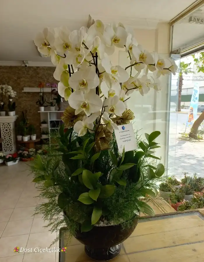 6 Dal Beyaz Orkide Tasarım