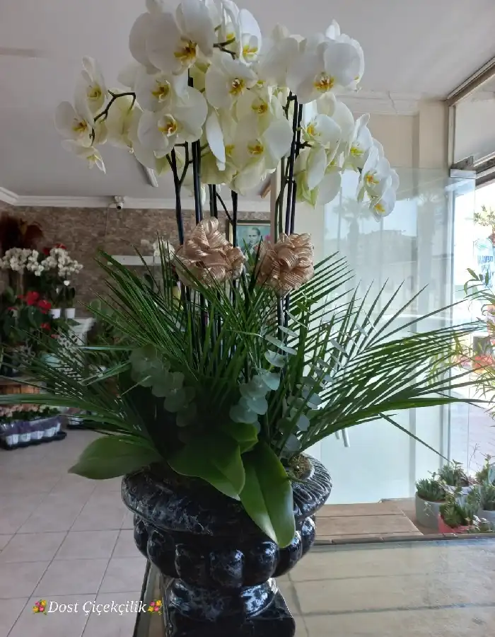 6 Dal Beyaz Orkide Tasarım