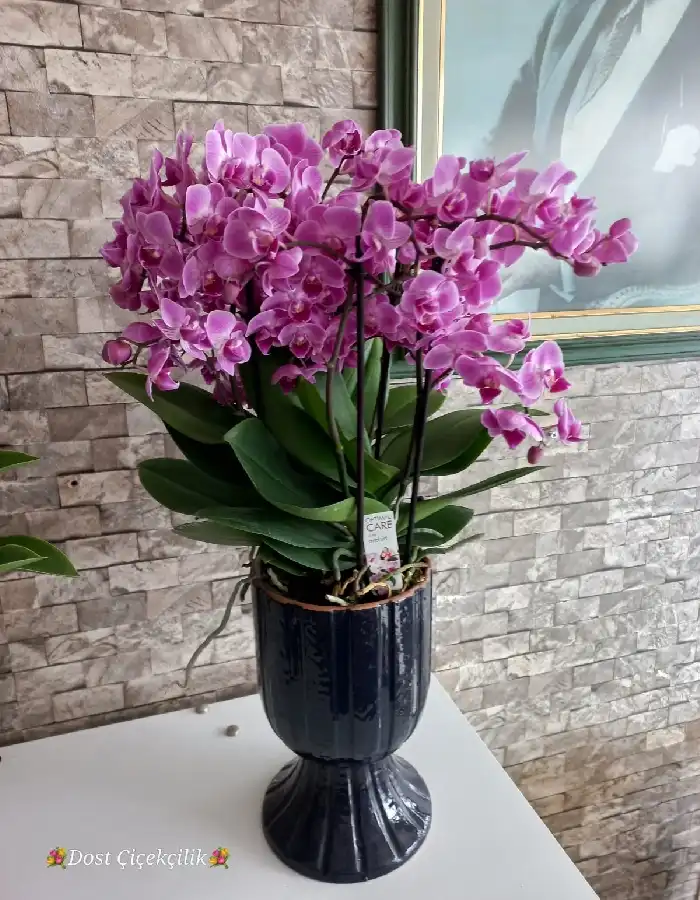 Optimal Care Özel Çok Dallı Orkide