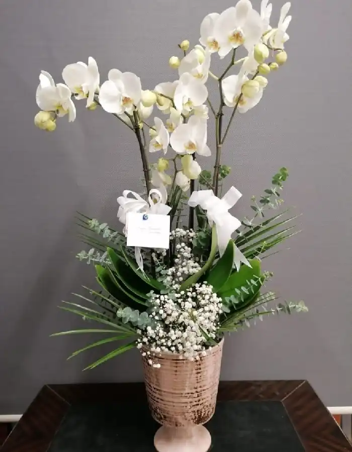 Çiftli Beyaz Orkide