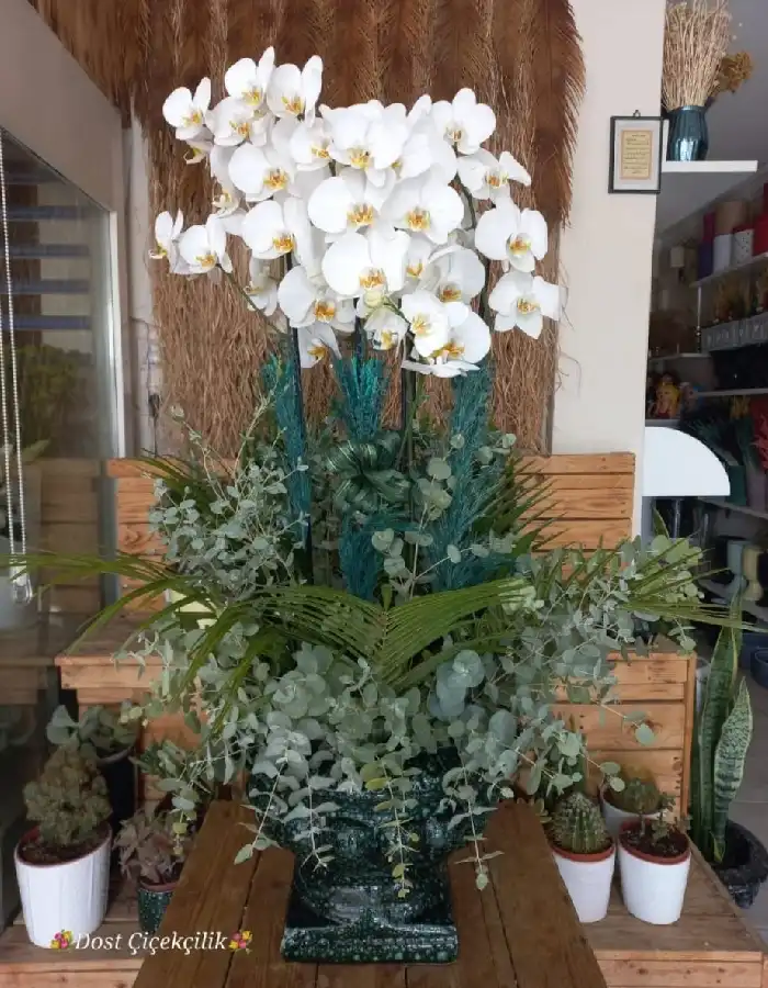 6 Dal Beyaz Orkide Tasarım